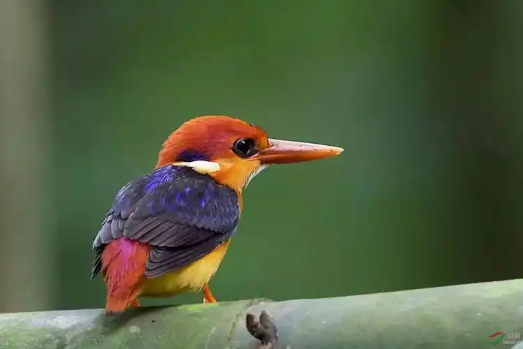 三趾黑背翡翠鸟