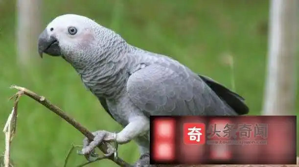 世界最聪明的鹦鹉:非洲鹦鹉亚历克斯 会计