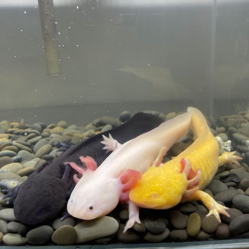 金鱼六角恐龙鱼冷水鱼观赏鱼六角龙鱼活鱼霸王龙鱼冷水鱼好养鱼陆