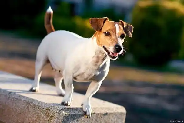 冷知识:狗一直摇尾巴是什么意思?