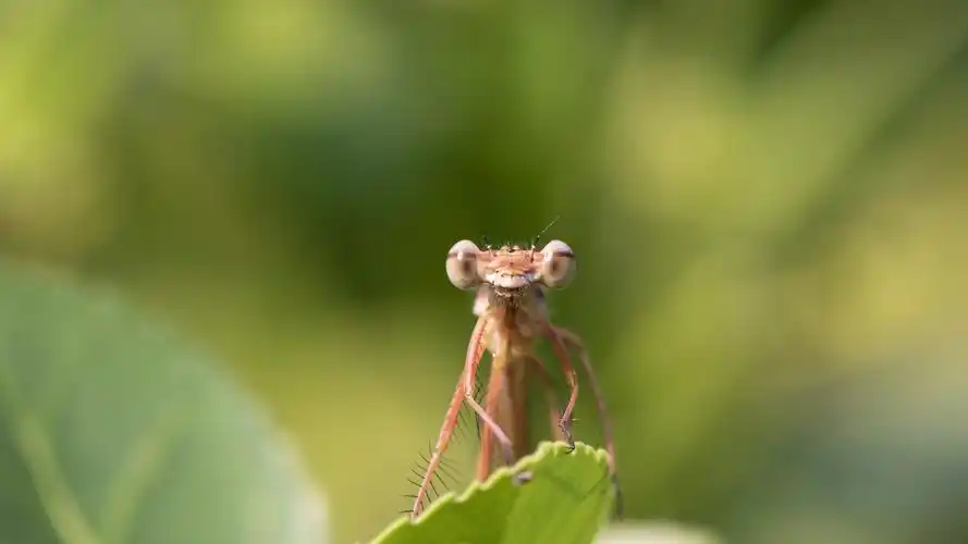 壁纸 蜻蜓,昆虫特写镜头,叶子