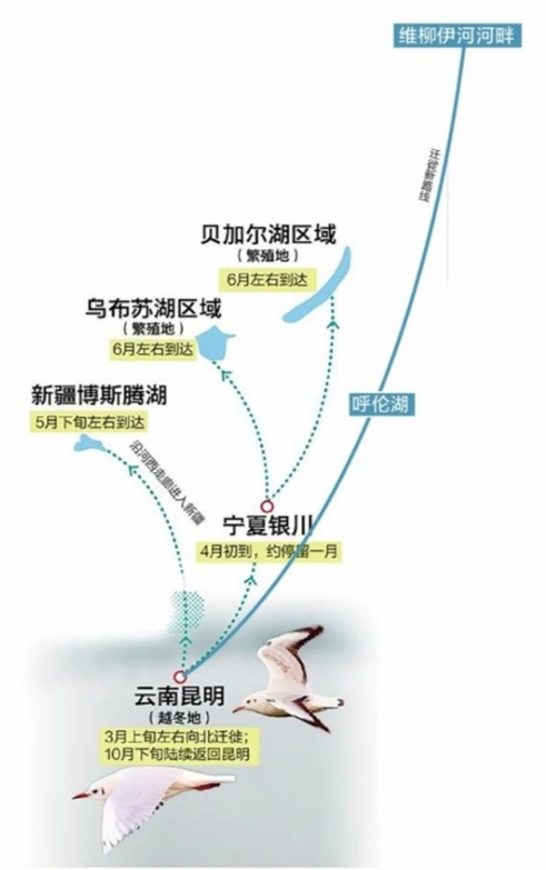昆明科考人员发现红嘴鸥迁徙新路线最远处距北极仅300多公里