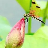 荷花蜻蜓微信头像_微信头像图片大全
