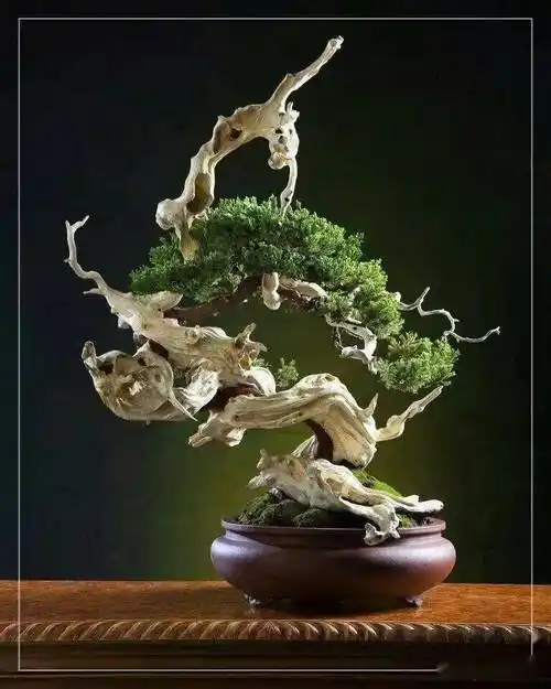 枯艺大剖析_盆景