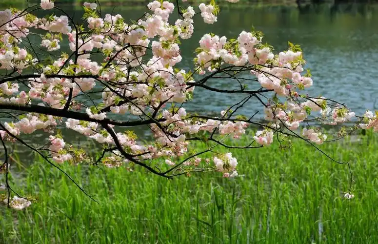 风景中的花和树