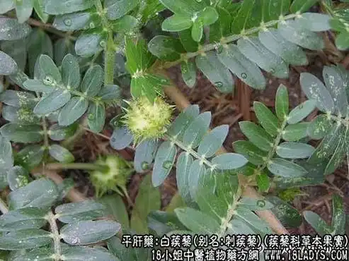 农村野外的蒺藜果,全身带刺却可入药,如今药用价值相当高如何种植中