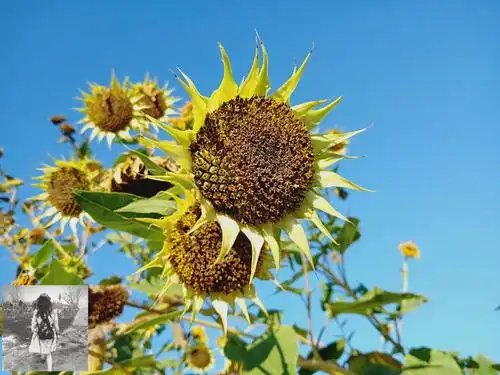 山野中的向日葵,闻到了你成熟的味道