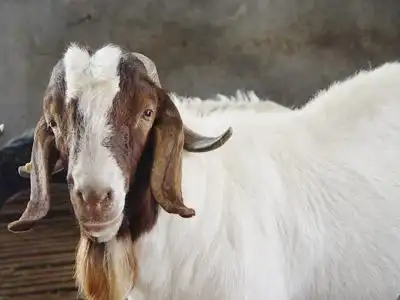 "沃泉"牌波尔山羊