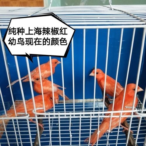 玉鸟活体活体玉鸟金丝芙蓉山东黄玉鸟笼养鸣唱鸟小鸟辣椒红玉鸟 精品