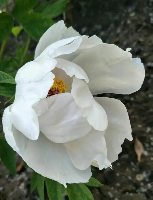 我喜欢白牡丹,单瓣儿的好看.