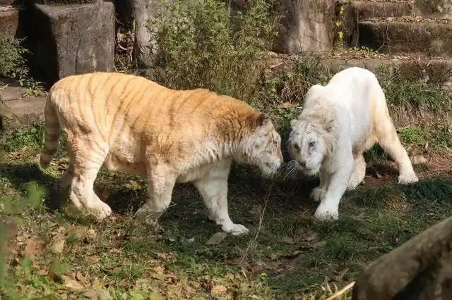 2008年的一天,广州香江野生动物世界的白虎山上,一只全身金黄,体格