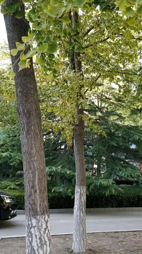 校园里的银杏树