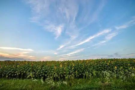 在黎明时分, 在蓝色和粉红色的天空下绽放出明亮的黄色向日葵田野