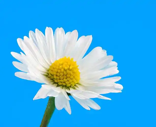 微距,雏菊,花,蓝色背景