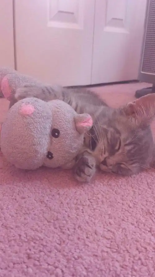 粉色系 可爱 日系 软妹壁纸 手机高清壁纸 小清新 少女心 甜 聊天背景