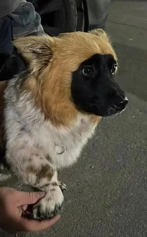 民间判断狗的好坏有这样说的:一黄二黑三花四白.