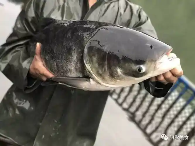 百年水库千条鳙鱼被围捕,展开了一场激烈的生死逃亡