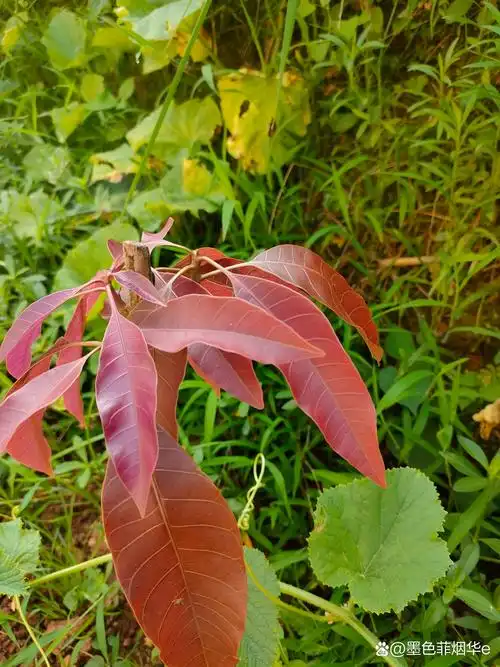 榴莲树,现在怎么看着叶子不像网上拍的榴莲叶子,有认识这树叶是什么苗
