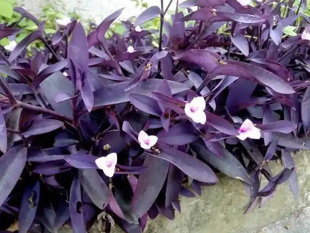 神秘紫色瀑布,淡雅浪漫不妖娆,紫竹梅这么养护清秀美丽