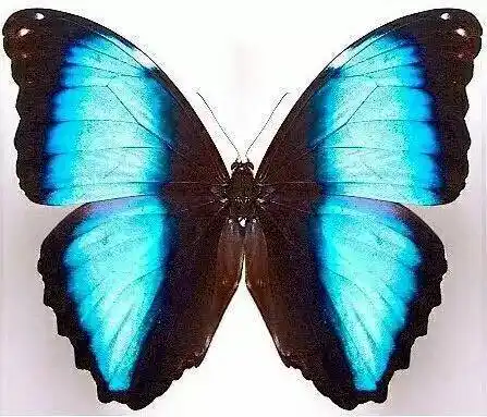 "我为蝶狂"世界珍稀蝴蝶展,暑期大同震撼开启!门票大派送啦!