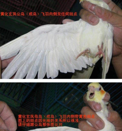 玄凤怎么分公母