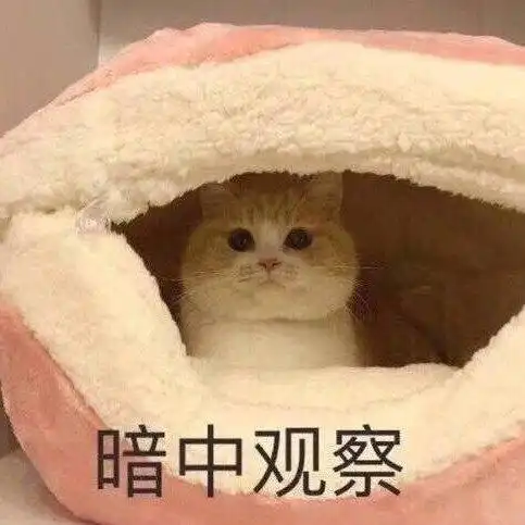 萌宠 猫星人 暗中观察 悄咪咪 搞怪 呆萌 可爱