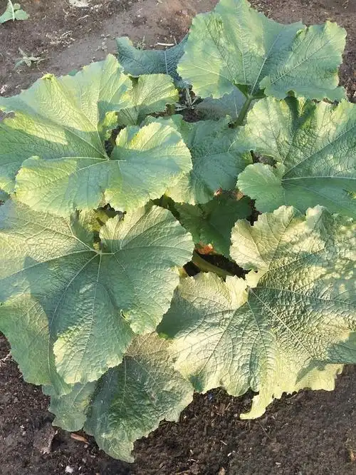 我的田园生活之西葫芦秧蔫了