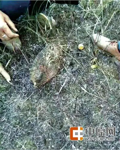 野鸡护卵被烧死引热议 网友:为母则强