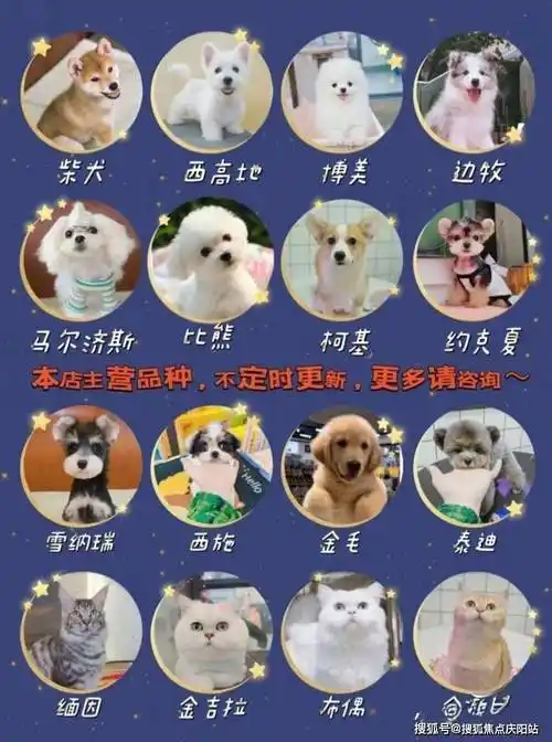 我们售出的猫咪品种包括:蓝猫,蓝白猫,银渐层猫,金渐层猫,蓝金渐层猫