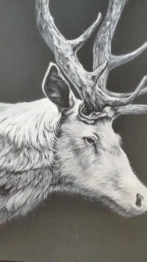 二刷,麋鹿彩铅画法来了