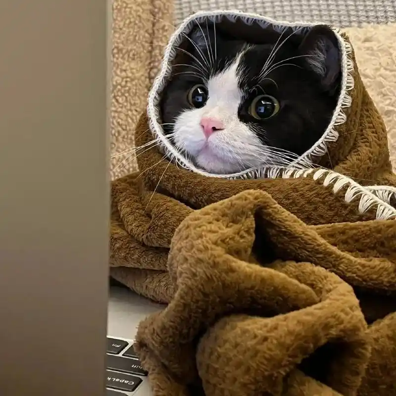 可爱63 6165猫猫头像来袭#猫 #头像 #可爱的小猫咪 #可爱 - 抖