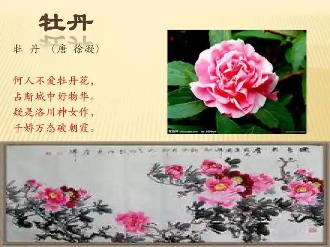 牡丹 牡 丹 (唐 徐凝) 何人不爱牡丹花, 占 断城中好物华.