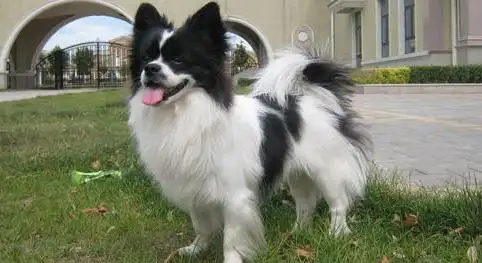 蝴蝶犬与博美犬杂交