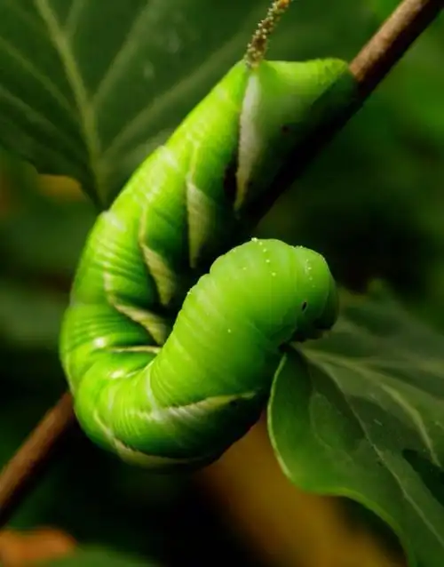 【黑暗料理】辣烧天然大青虫绝对是我看过最黑暗的料理_妈妈网孕育