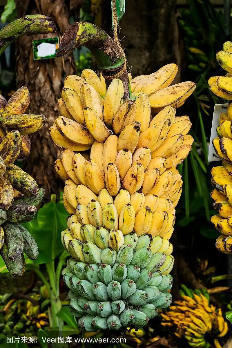 树上一串成熟的香蕉