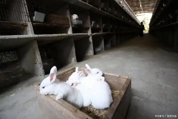 但是,有些兔主人在养殖兔子的时候,却常常遇到一个问题:兔子一个月一