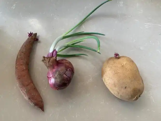 有人跟我一样根茎类蔬菜总是放到发芽吗