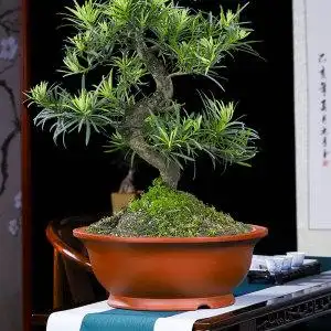 紫砂花盆盆景盆栽绿植花卉大小精品宜兴紫泥浅圆盆适五针松罗汉松