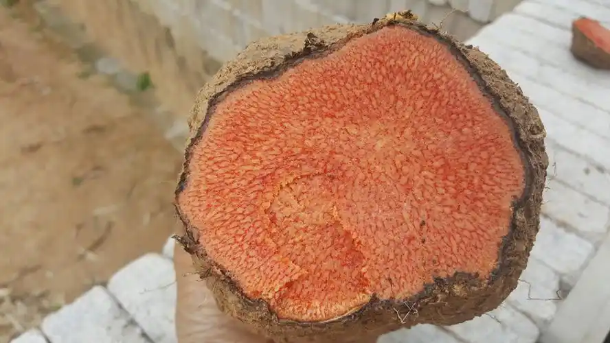 【满50元包邮】薯莨 薯良 朱砂莲 红药子 鸡血莲 三七莲 红孩儿