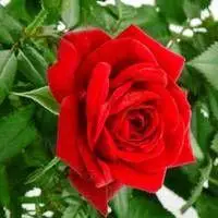 霸气头像玫瑰花图片点击鼠标右键下载