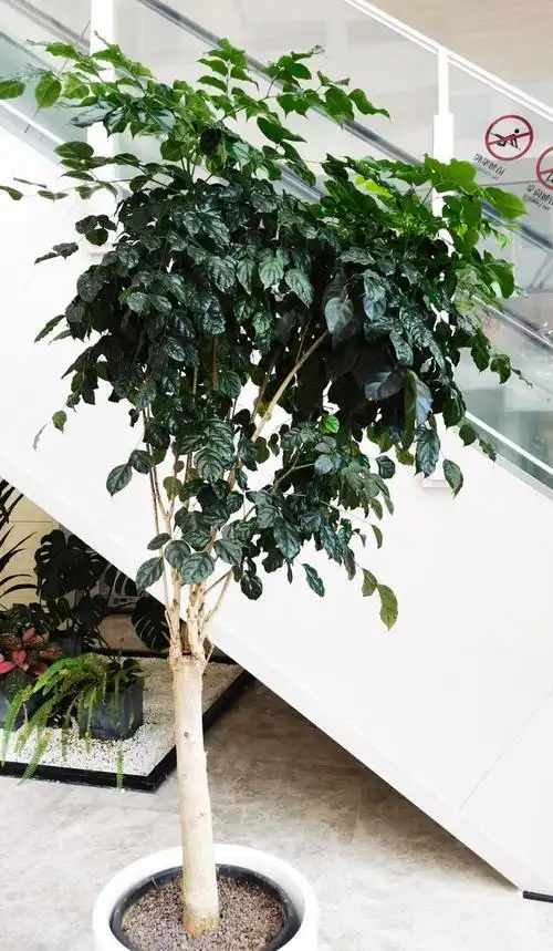 5种"大叶树",叶片绿油油,室内养一盆,既养眼又净化空气