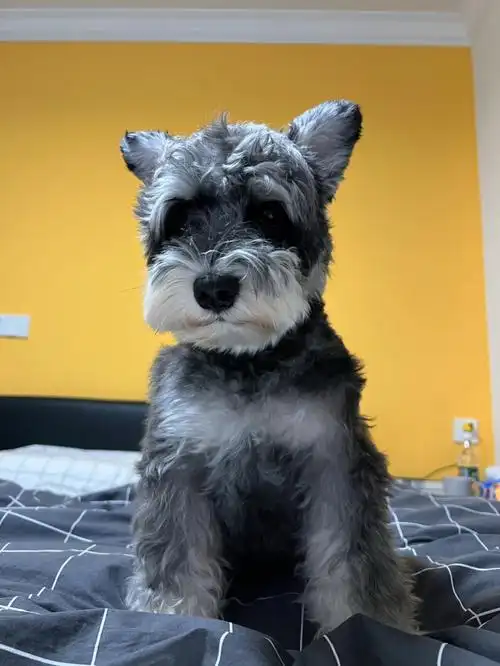 小耳朵雪纳瑞美容