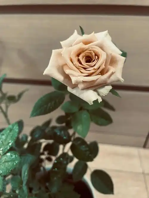 阿尔卑斯糖颜色的月季太妃糖