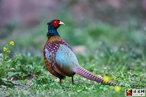 七彩锦鸡