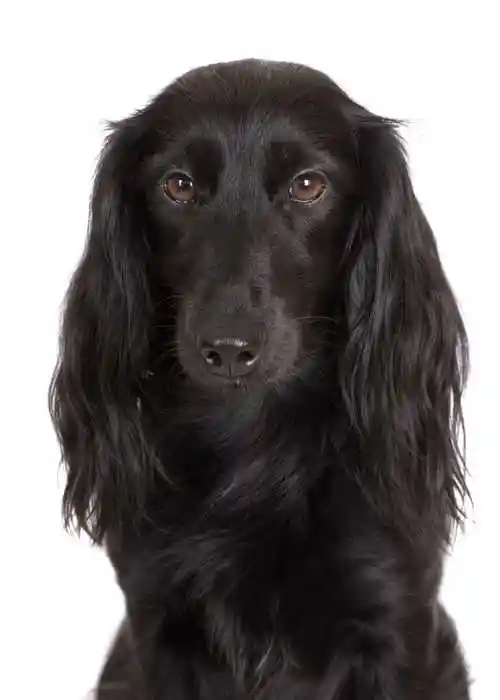 白色背景下的黑色腊肠狗