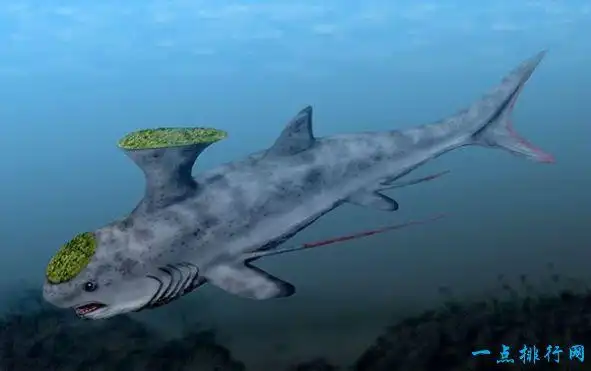 胸脊鲨是一种史前鲨鱼,胸脊鲨的背部有一个怪异的鳍状物——背鳍,因为