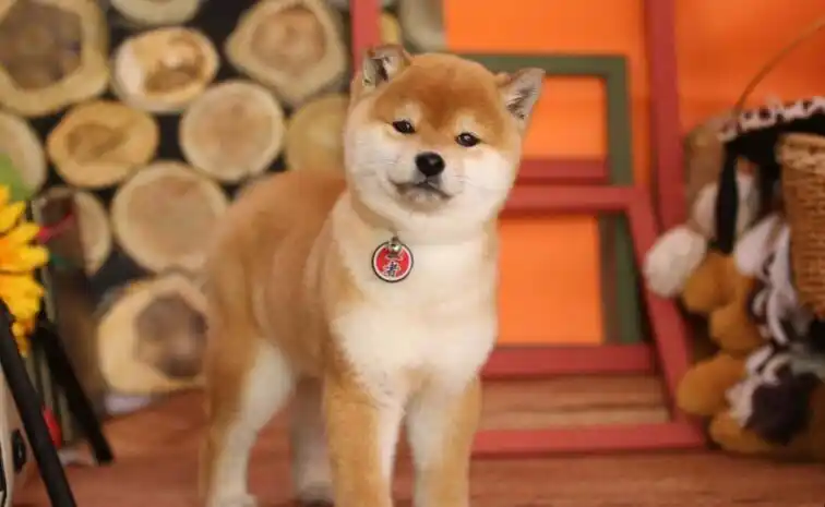 豆柴犬和柴犬哪个贵