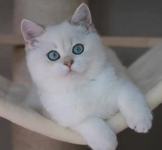 原创可爱的英国短毛猫从小就是一个包子大圆脸长大了还不得成圆猪头