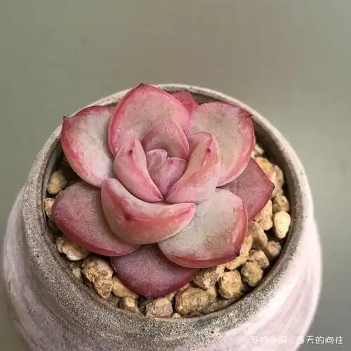 多肉,入手后的成长变化