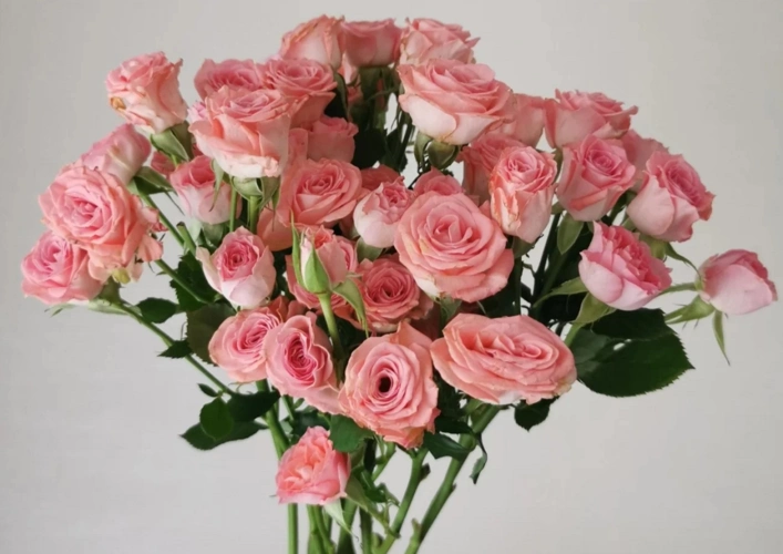 多头玫合集 | 因为值得,所以美丽!